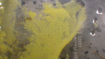 Media type: image;   Invertebrate Zoology 153113 Description: live specimen;